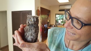 Scops owl for a day שעיר מצוי [upl. by Aenel771]