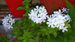 How to Grow and Care Plumbago  Best Summer Flowering Shrub  New Plant  Fun Gardening [upl. by Fredie]