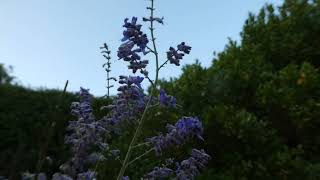 Delightful Russian Sage Perovskia atriplicifolia [upl. by Nnyllatsyrc548]