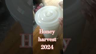 More Honey homestead homegrown harvest harvesting bees honey bee family free yummy good [upl. by Ahsuatal669]