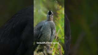 lyrebird bird birds birdwatching lyrebirdsound nature birdwatcher birding birdsong [upl. by Elbys]