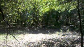 Training Treeing Walker Coon Hound Part 1 [upl. by Ydnew]