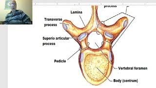 Anatomy of the vertebral column in Arabic 2023 1 General features of vertebral column [upl. by Wain91]