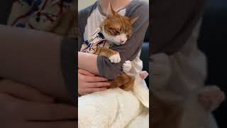 Clingy baby catlover orangecat cat [upl. by Chamkis]