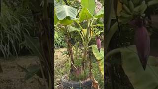 New technique of growing banana plant banana bananafruit farming garden shorts [upl. by Enileme]