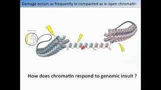 Susan GasserLee Hartwell Lecture From Yeast to Worms and Beyond Folding Dynamic Chromatin [upl. by Elolcin]