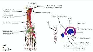 Myologie de la jambe loge anterieure [upl. by Onirefez]