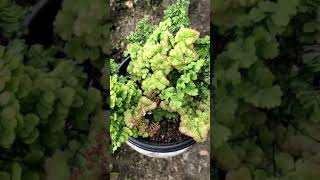 new variant suplir besoni cv petita suplir maidenhairfern adiantum helechos [upl. by Etnovert]