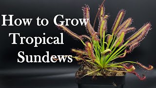 Growing Carnivorous Plants E4 Tropical Sundews [upl. by Onirefes]