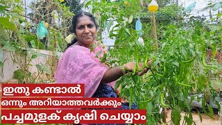 A  Z of chilli farming on terrace in container or pot  Step by step  Malayalam [upl. by Mord]