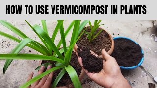 Vermicompost kaise use kare vermicompost kya haibest organic manurevermicompostgardening [upl. by Hacim52]