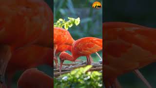 amazon rainforest animals 4k [upl. by Tadashi]