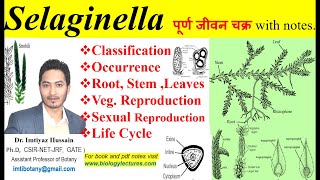 Selaginella complete life cycle pteridophyta pteridophytes bsc1stsemester bscbotany neet [upl. by Ezitram]