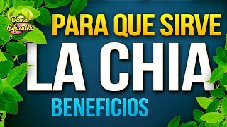 Para Que Sirve La Chia  Propiedades Beneficios Y Contraindicaciones De La Chia [upl. by Thoer218]