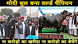 World Champion MODI bull  Murraha bull 1st Winner at PDFA Jagraon  Lakshmi Dairy Farm [upl. by Lyndel]