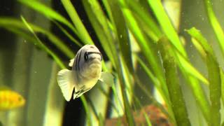 malawi Cynotilapia sp hara Gallireya Reef [upl. by Patrizia875]