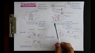 SINAPSIS ELECTRICA Y QUIMICA  NEUROTRANSMISORES [upl. by Sirahc]