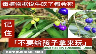 山菅兰桔梗蘭的用处和毒性。Dianella ensifolia Plants。 Khasiat dan Kegunaan Rumput SiakSiak [upl. by Emerson]