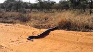 Huge Python seen in Lephalale [upl. by Llewon]