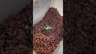 Fermenting cacao to make chocolate [upl. by Arbma]