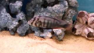 Northants Malawis African rift valley cichlids Malawi cichlids [upl. by Teria]