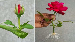 How to grow rose from flower buds  growing red roses [upl. by Dub]