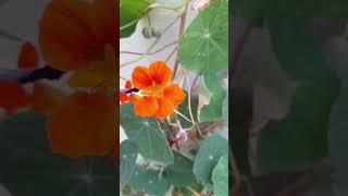 Nasturtium flower Winter flowerWaitfortheend [upl. by Dickerson]