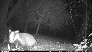 YOUNG BADGER EAST SUSSEX WOODS [upl. by Neerak190]