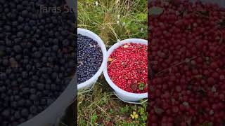 Berry picking in Sweden harvesting berry cranberries lingonberry berryfarm [upl. by Rudolfo]