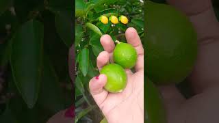 LEMONS TREE IN OUR TERRACE 🍋🍋🍋🍋🍋♥️ [upl. by Aikcir]