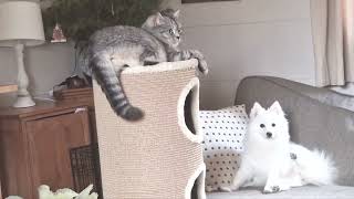 Cats and Japanese Spitz dog live together [upl. by Eirod860]