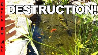 1 EVIL GOLDFISH DESTROYS ENTIRE POND MinuMu [upl. by Genevieve679]