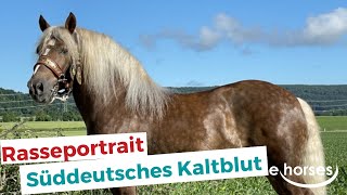 Das Süddeutsches Kaltblut im Rasseportrait [upl. by Akerboom]