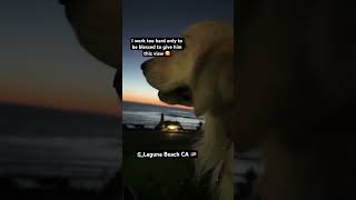 As they say Mine 🫶🌊🦮ghost goldenretriever sunset lagunabeach [upl. by Ycrem77]