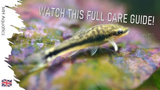 Otocinclus Catfish Care Guide  The Best Algae Eaters [upl. by Calderon758]