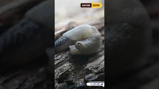 Snails Have HOW MANY Teeth 🐌🦷ShortsYouTubeShortsViralVideoTrendingFYP [upl. by Uile977]