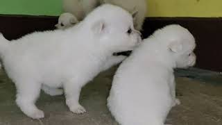 INDIAN SPITZ DOG PUPPY PLAYING [upl. by Airdnazxela]