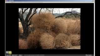 Salsola tragus  Russian Tumbleweed Pt 1 of 2 [upl. by Ativet]