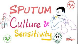 Sputum Culture and Sensitivity  Sputum Sample  Labs 🧪 [upl. by Madelene698]