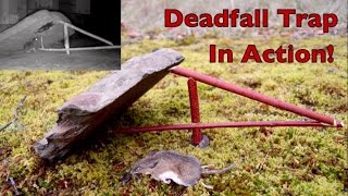 How to make a figure 4 deadfall trap Deadfall Trap in action catching mice [upl. by Wye917]