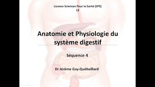 Physiologie digestive L2 SPS séquence 4 [upl. by Crandall]