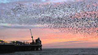 Brighton Pier Starlings 2016 [upl. by Higgins641]