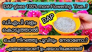 Is DAP a Magic Flowering Fertilizer  Truth amp Facts  ഡിഎപി ഉപയോഗിച്ചിട്ടുണ്ടോ ഈ കാര്യങ്ങൾ അറിയണം [upl. by Boesch549]