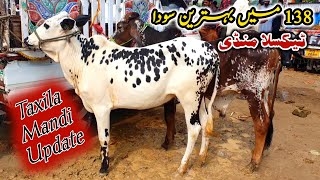 Today Taxila Mandi Latest Update 27 September 2024 [upl. by Christoforo24]