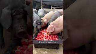 Un festin de pastèques pour les cochons shorts [upl. by Nevanod]