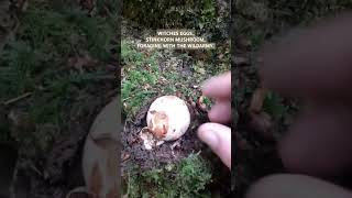 Stinkhorn MushroomAKA WITCHES EGGSnature wildarmy mushroom [upl. by Ennayoj619]