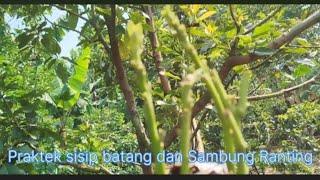 Cara Top working Dan Sambung Ranting Yang Efektif part 3f alpukat premium [upl. by Esiuolyram]