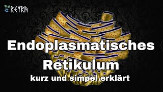 Endoplasmatisches Retikulum kurz und simpel erklärt [upl. by Rigby]