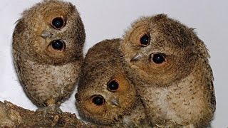 Nette und lustige Eulen und Owlets Compilation 2014 [upl. by Akinehs]