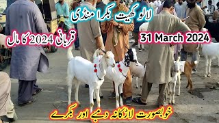 Lalukhet Bakra Mandi Latest Rates Update l 31 March 2024 l Bakra Mandi Today l Bakra Mandi 2024 l [upl. by Tahp]